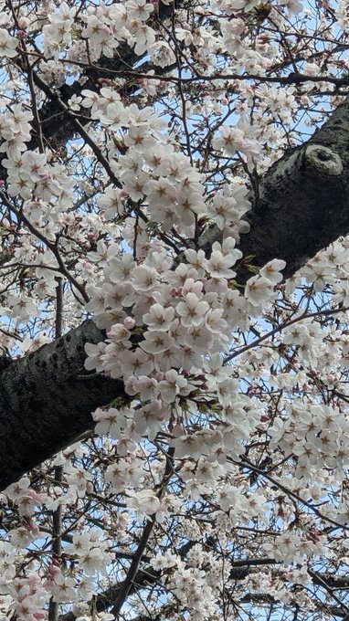 本日より弊社にも新入社員が入りました~✨ありふれた職業で世界最強3seasonも動いておりますので皆様により良い作品をお 本日より弊社にも新入社員が入りました~✨ありふれた職業で世界最強3seasonも動いておりますので皆様により良い作品をお