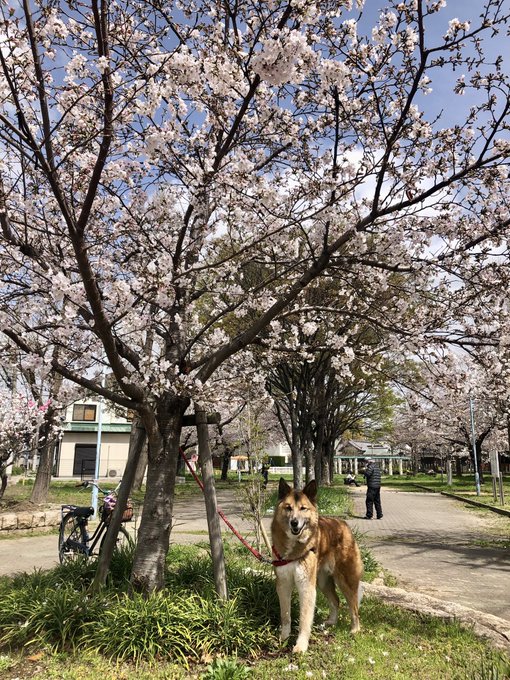 今年も桜と記念撮影🌸元気に春を迎えてくれました。あっという間に12歳7ヶ月。これからもいっぱい遊ぼうね。うちの子になって