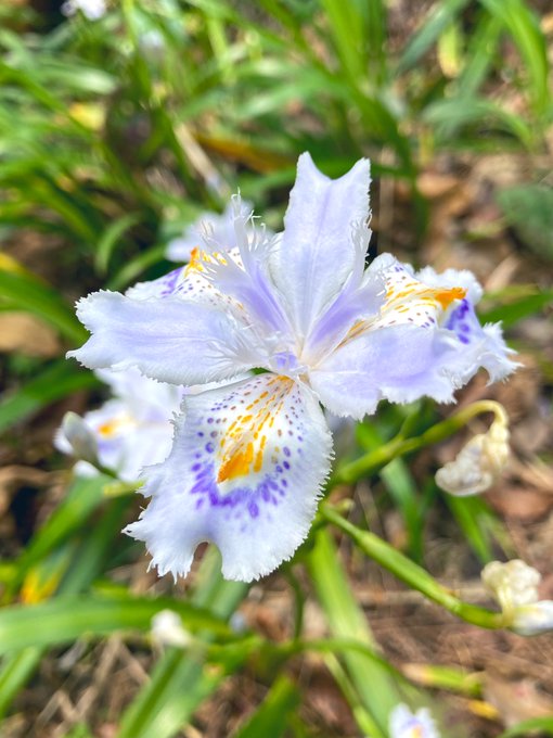 山でみつけたとても綺麗な花立ち止まって眺めてました君の名は?らんまんの万太郎みたい😆 山でみつけたとても綺麗な花立ち止まって眺めてました君の名は?らんまんの万太郎みたい😆