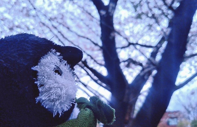 お花見だよ、ちとせちゃん🌸🐧🌸(こちらの桜はいい感じに散り始めだったので、昨日は相方さんとお花見→シン仮面ライダー→鬼滅 お花見だよ、ちとせちゃん🌸🐧🌸(こちらの桜はいい感じに散り始めだったので、昨日は相方さんとお花見→シン仮面ライダー→鬼滅
