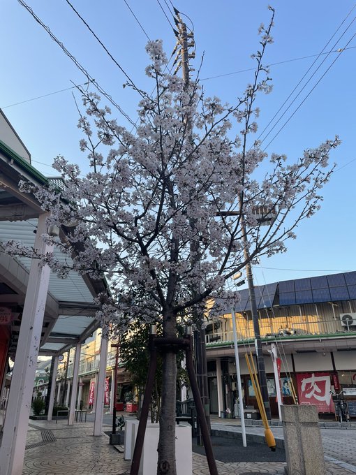 4月になりましたね。7年前、たまゆら卒業式を記念して植樹したみんなの桜の木も満開を迎えてきれいな花を咲かせてましたよ。#