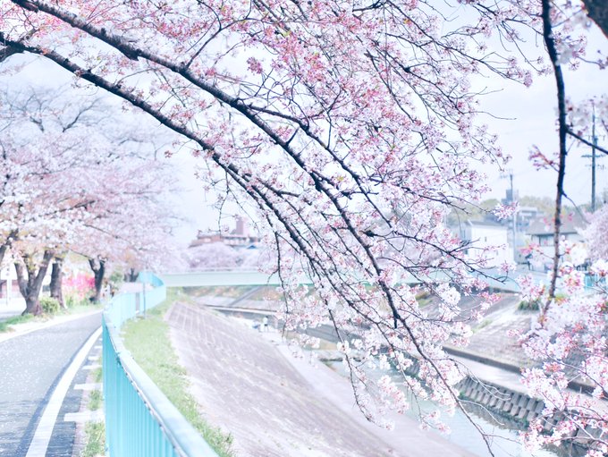 君の膵臓をたべたい 君の膵臓をたべたい