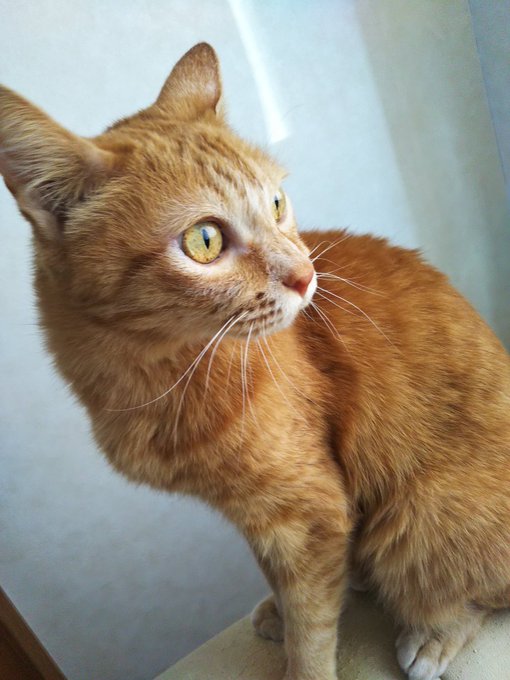 振り返りニャル子💞 #茶トラにゃんこ同盟🐱 #猫好きさんと繋がりたい 振り返りニャル子💞 #茶トラにゃんこ同盟🐱 #猫好きさんと繋がりたい