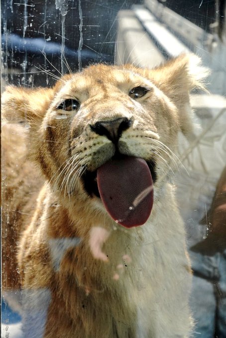 ガラスをベロンベロン👅してファンサしてくれました(笑)#旭山動物園#ライオン#仔ライオン#君の名は? ガラスをベロンベロン👅してファンサしてくれました(笑)#旭山動物園#ライオン#仔ライオン#君の名は?