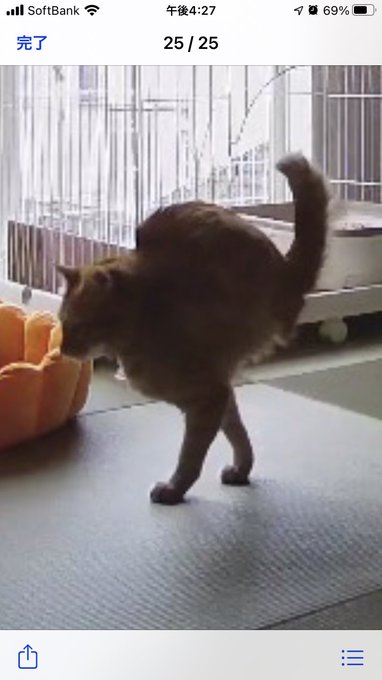やっぱさ〜‼️ちゃーちゃ=ジブリキャラ説あるよなぁ⁉️🤦♀️💓️💨フンス!!小トトちゃんと一緒にトトロのopトコトコ やっぱさ〜‼️ちゃーちゃ=ジブリキャラ説あるよなぁ⁉️🤦♀️💓️💨フンス!!小トトちゃんと一緒にトトロのopトコトコ
