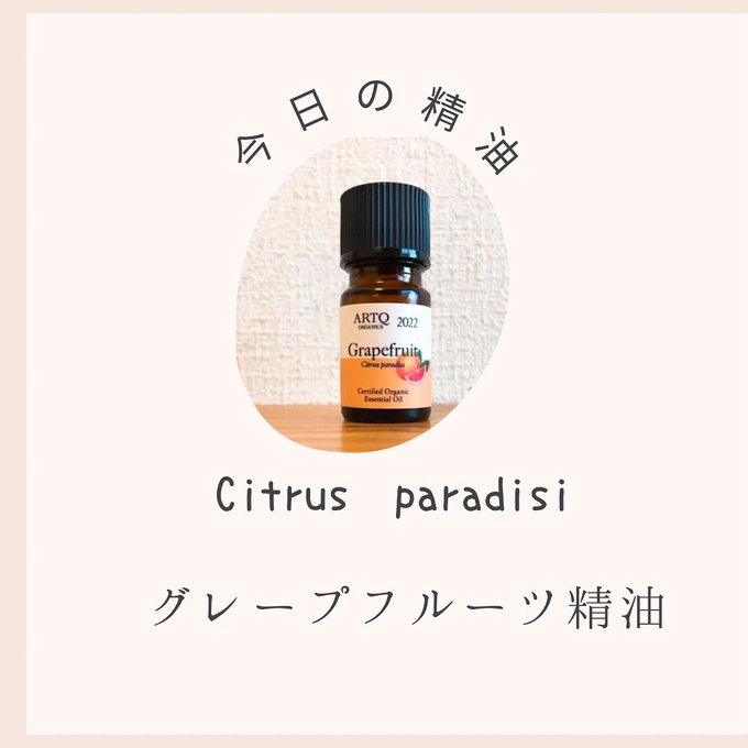 グレープフルーツ精油Citrus paradisi缶詰ですがグレープフルーツを食べました。甘さと苦さのバランスがいいです グレープフルーツ精油Citrus paradisi缶詰ですがグレープフルーツを食べました。甘さと苦さのバランスがいいです