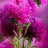نهى/Noha
