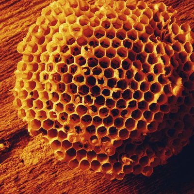 Институт Пчеловодства (@Longermans)
