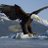 Eagle_Trader