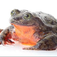 @romeothefrog