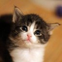 Cats Curious