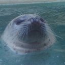 てげお