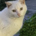 おそうじ猫