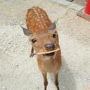 しかのつかさ