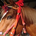たけ🐴