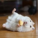 平 ハムスター