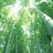 竹の恵み