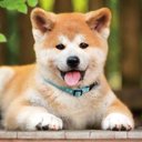 もふもふ・兄弟🐕🐈♪