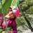 tenchan_outdoor