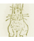 naiad_eridu