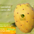 Nopal Tunisie