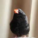 こりんご🐥