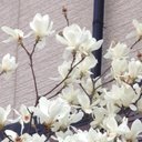 magnolia0330