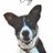 Olly the collie