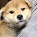 犬