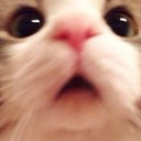 why we don't deserve cat