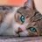 Cat's memes