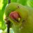 SaarMuller @saarmuller@mastodon.social