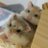 主とロボハムず🐹