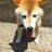 The profile image of shiba_nearby