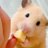 もちもぐ🐹ハムスター日記