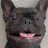 French Bulldog Lovers Page