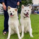 秋田犬のぺぺとなな