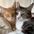 こてこたの日常🐈✨🐈