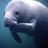 Twitter result for Kaleidoscope from portmanatee