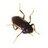 Elmidae_bot