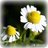 0314 chamomile normal