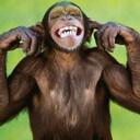 thecrazymonkey