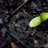 Twitter result for Comet from sproutingfollow