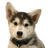 thedogdiet