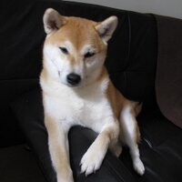 @hoshishiba