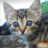 Twitter result for Home Essentials from sweep1s