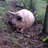 SA Hadleigh Farm RBC