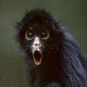 theatremonkey