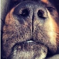 @coonhoundlove