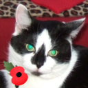 EmmytheCat